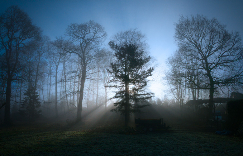 Arbre magique dans la brume