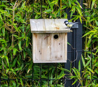 Cabane à oiseaux en bois